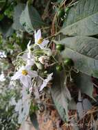 Image of Solanum pubigerum Dun.