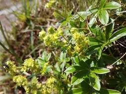 Image of Alpine Lady's-mantle