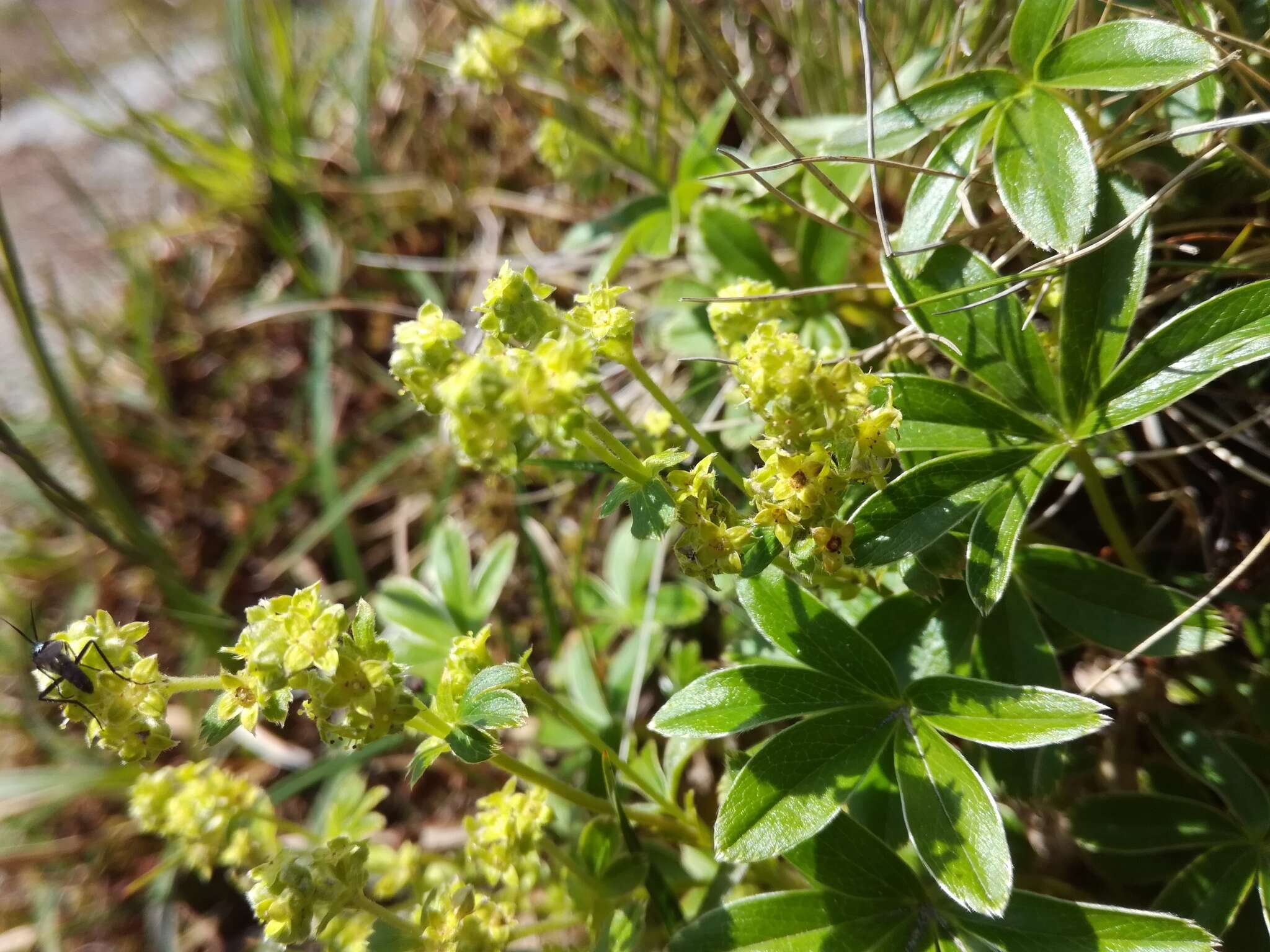 Image of Alpine Lady's-mantle