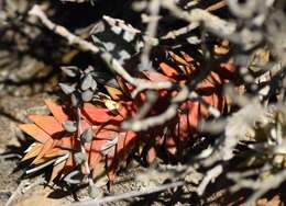 Image of Astroloba rubriflora (L. Bolus) Gideon F. Sm. & J. C. Manning