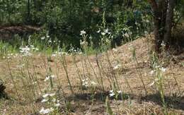 Image of Ornithogalum ponticum Zahar.