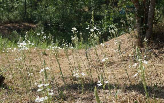 Image of Ornithogalum ponticum Zahar.