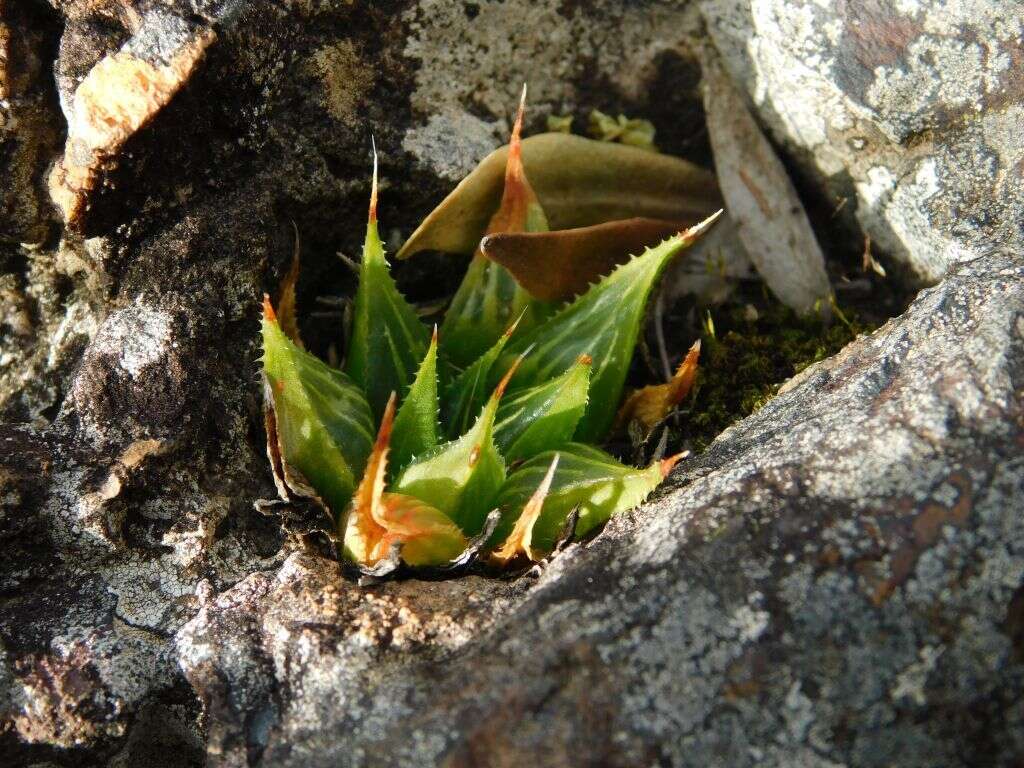 Image of Haworthia mirabilis var. triebneriana (Poelln.) M. B. Bayer