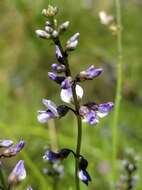 Imagem de Psoralea lupinella Michx.