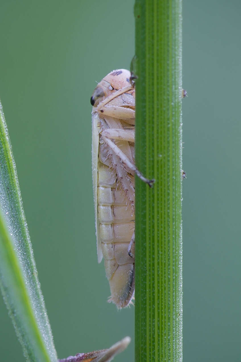 Plancia ëd Handianus (Pycnoides) flavovarius Herrich-Schaeffer 1835