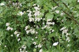 Image of Bladder Campion