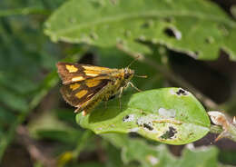 Image of Bush Hopper