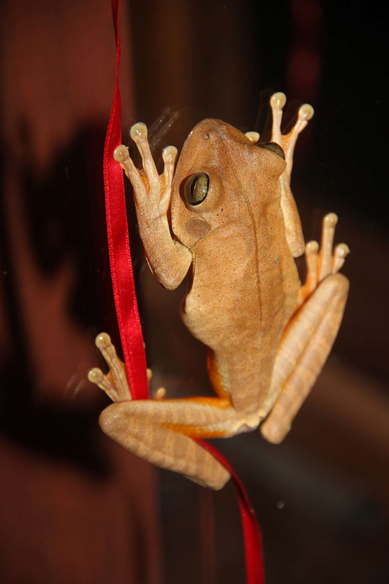 Image of Blacksmith tree frog