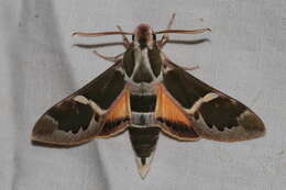 Image of Rethera komarovi (Christoph 1885)