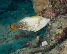 Image of Fantail filefish