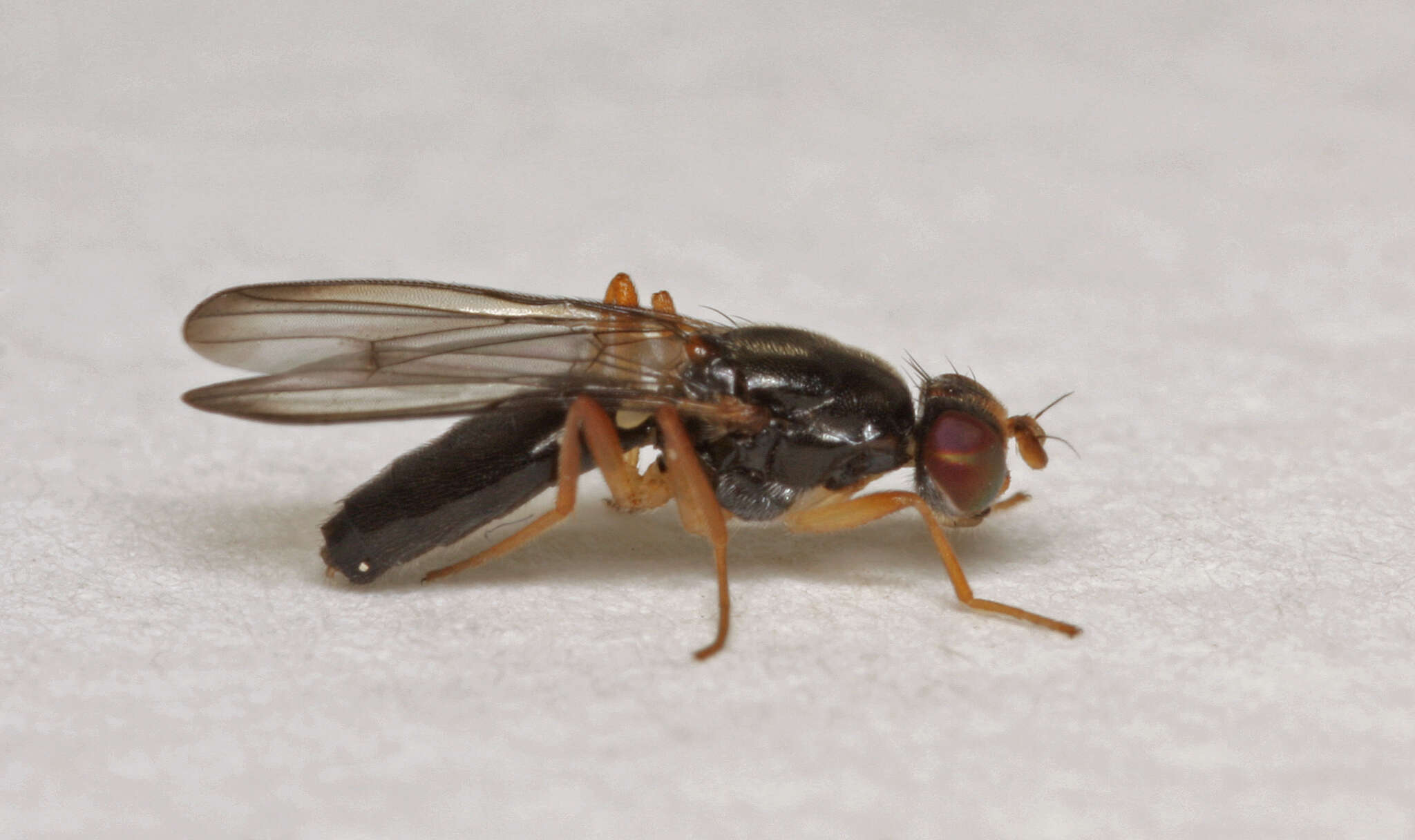 Image of Chyliza leptogaster (Panzer 1798)