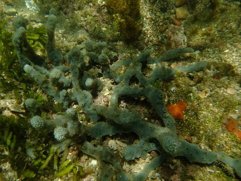 Image of lavender rope sponge