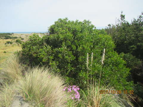 Imagem de Acacia longifolia (Andrews) Willd.