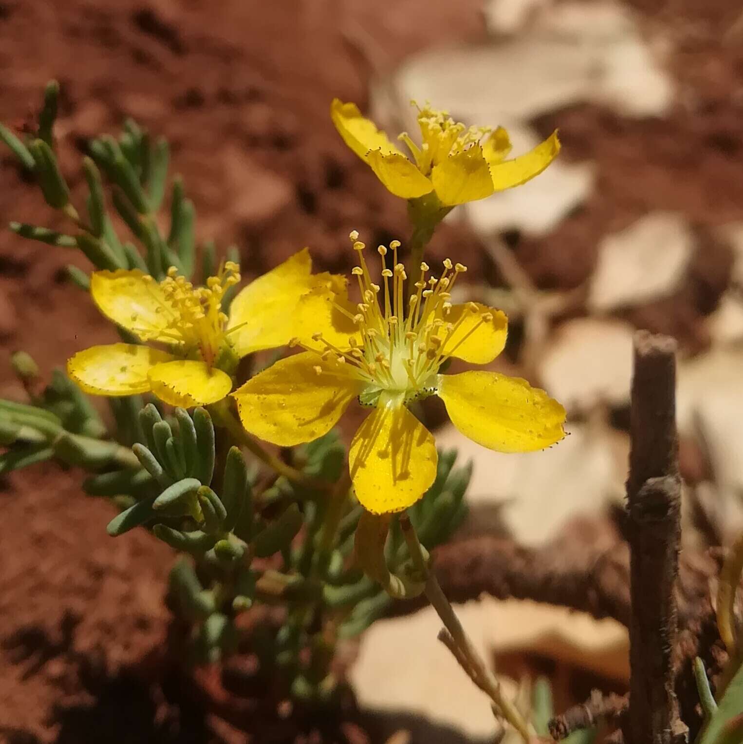 Sivun Hypericum libanoticum Robson kuva