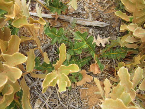 Image of Banksia repens Labill.