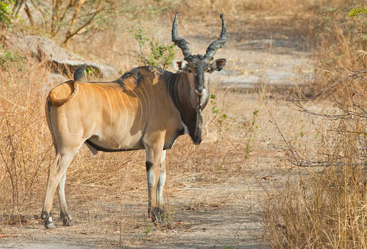 Image of giant eland