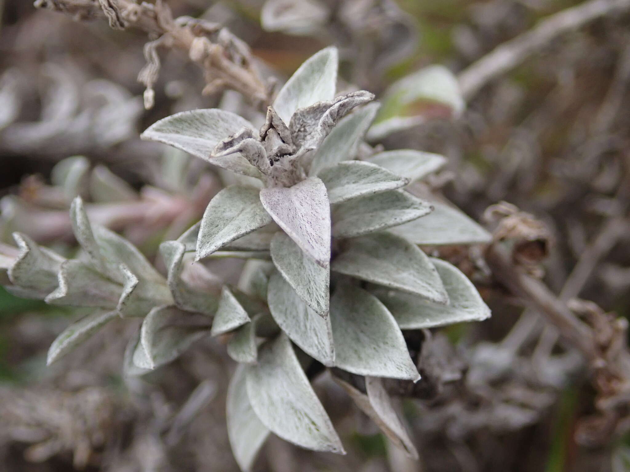 Image of Helichrysum retortum (L.) Willd.