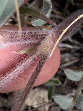 Image of Minthorn's milkvetch