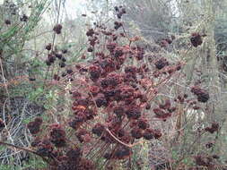 Imagem de Eriogonum fasciculatum Benth.