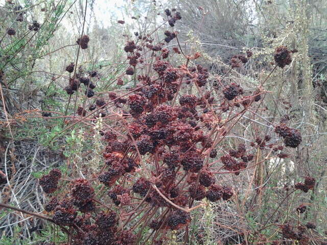 Imagem de Eriogonum fasciculatum Benth.