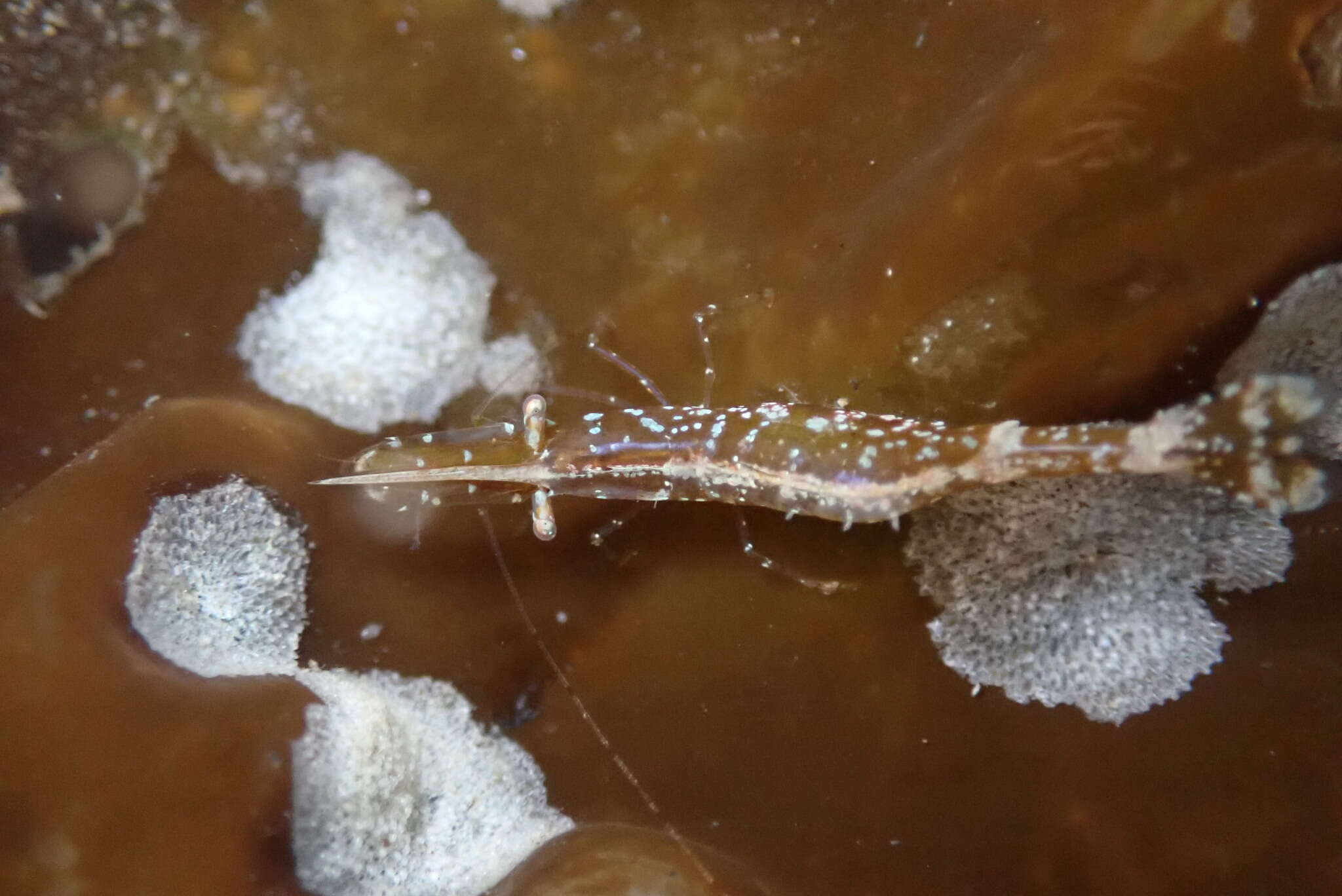 Image of stiletto coastal shrimp