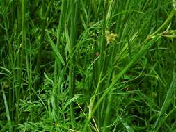 Image of corky-fruited water-dropwort