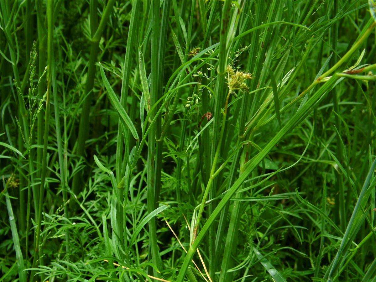 Image of corky-fruited water-dropwort