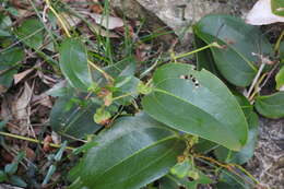 Image of Smilax ocreata A. DC.