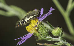 Image of Acmaeodera rubronotata Laporte & Gory 1835