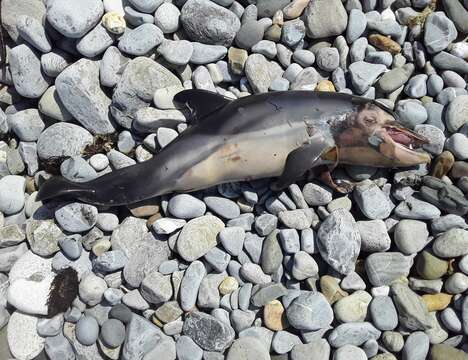 Image of Black Sea common dolphin