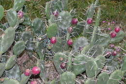 Opuntia rioplatense的圖片