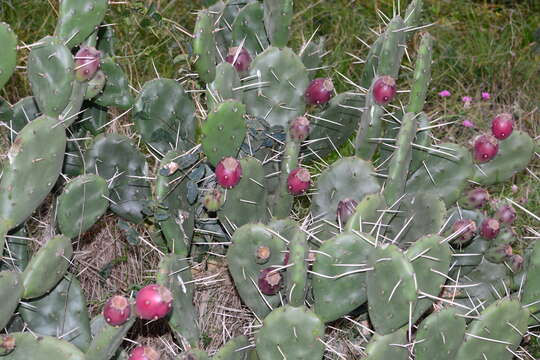 Opuntia rioplatense resmi