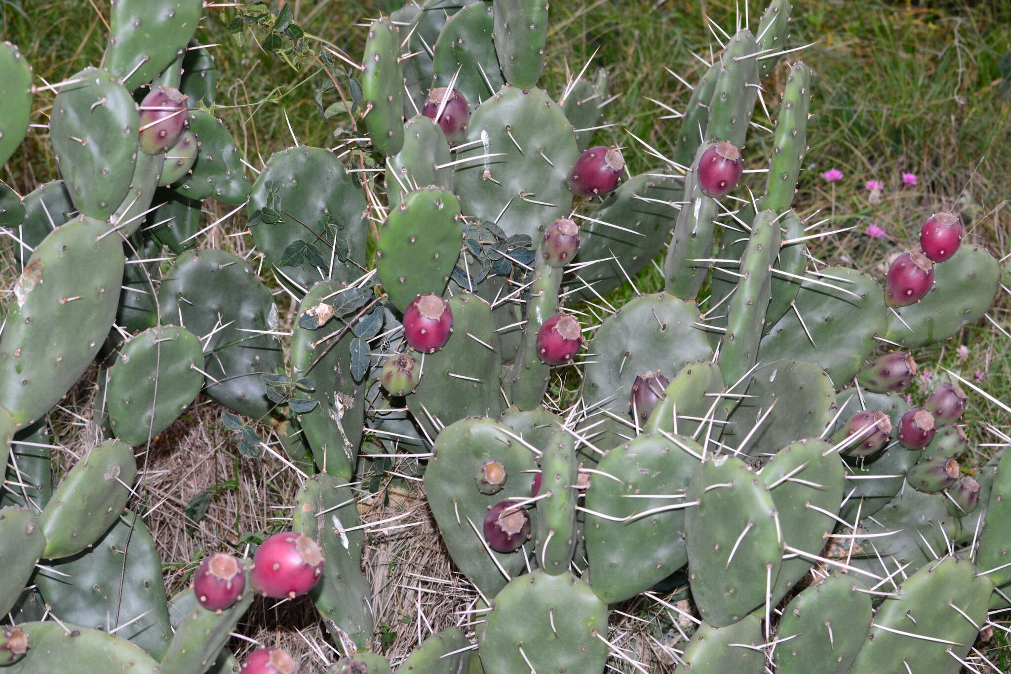 Opuntia rioplatense的圖片