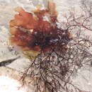 Image of Carradoriella virgata