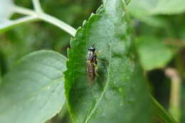 Image of Drab Wood Soldier Fly