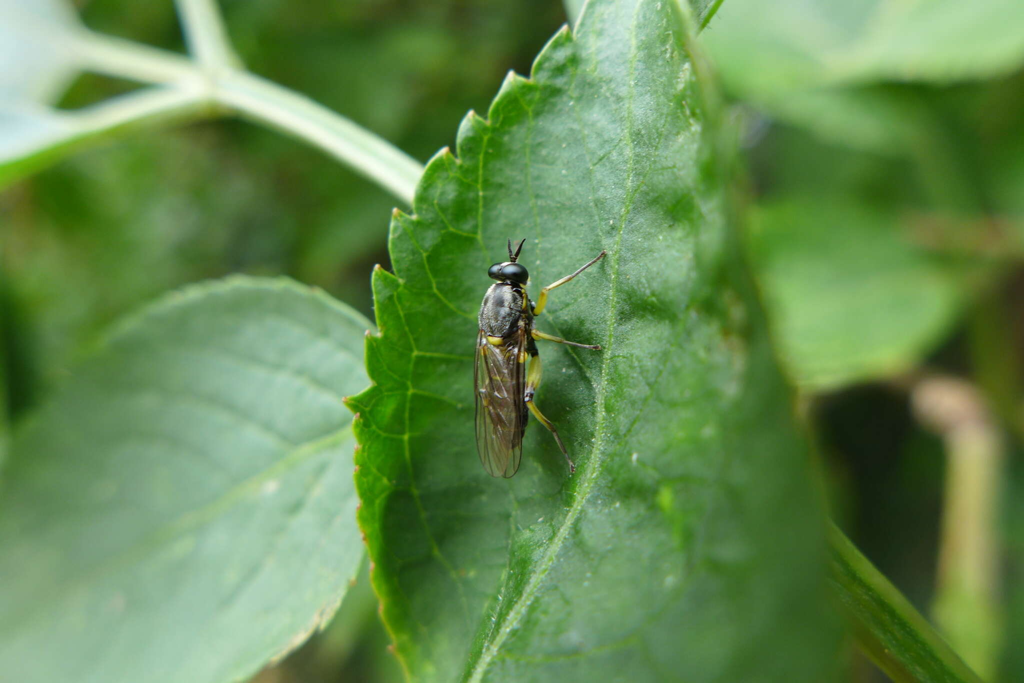 Image of Drab Wood Soldier Fly