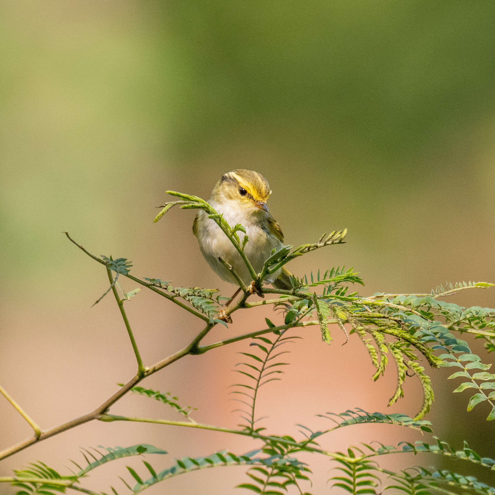 Слика од Phylloscopus proregulus (Pallas 1811)