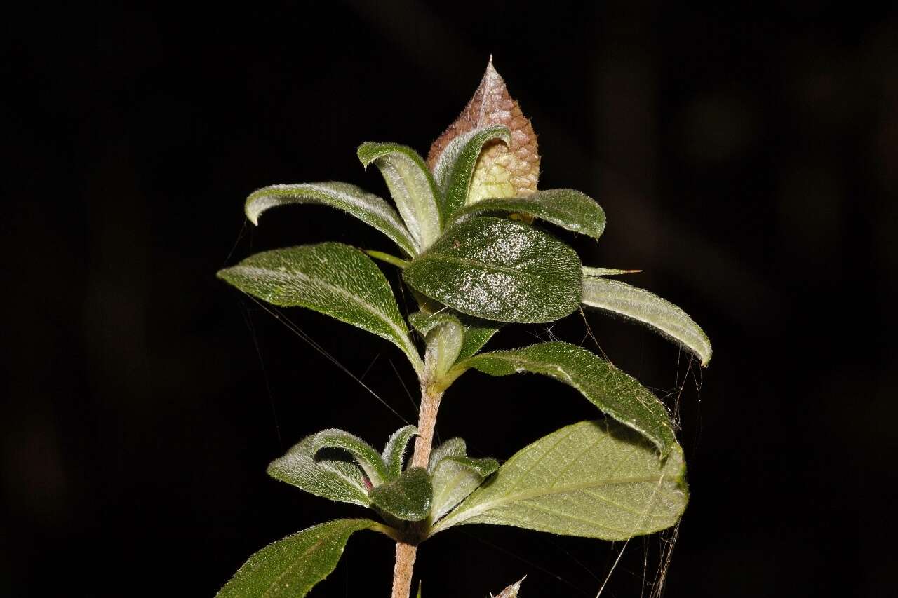 Image of Barleria crassa C. B. Cl.