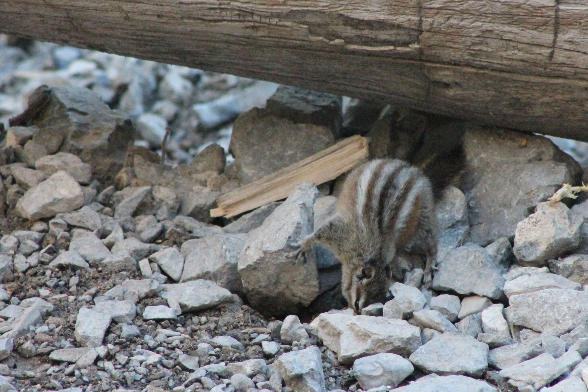 Image of Palmer’s Chipmunk