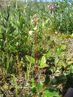 Imagem de Pyrola rotundifolia subsp. rotundifolia