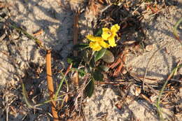 Image of Goodenia blackiana R. C. Carolin