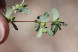 Слика од Euphorbia serrula Engelm.