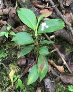 Image of Viola stipularis Sw.