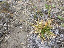 Carex fuliginosa Schkuhr resmi