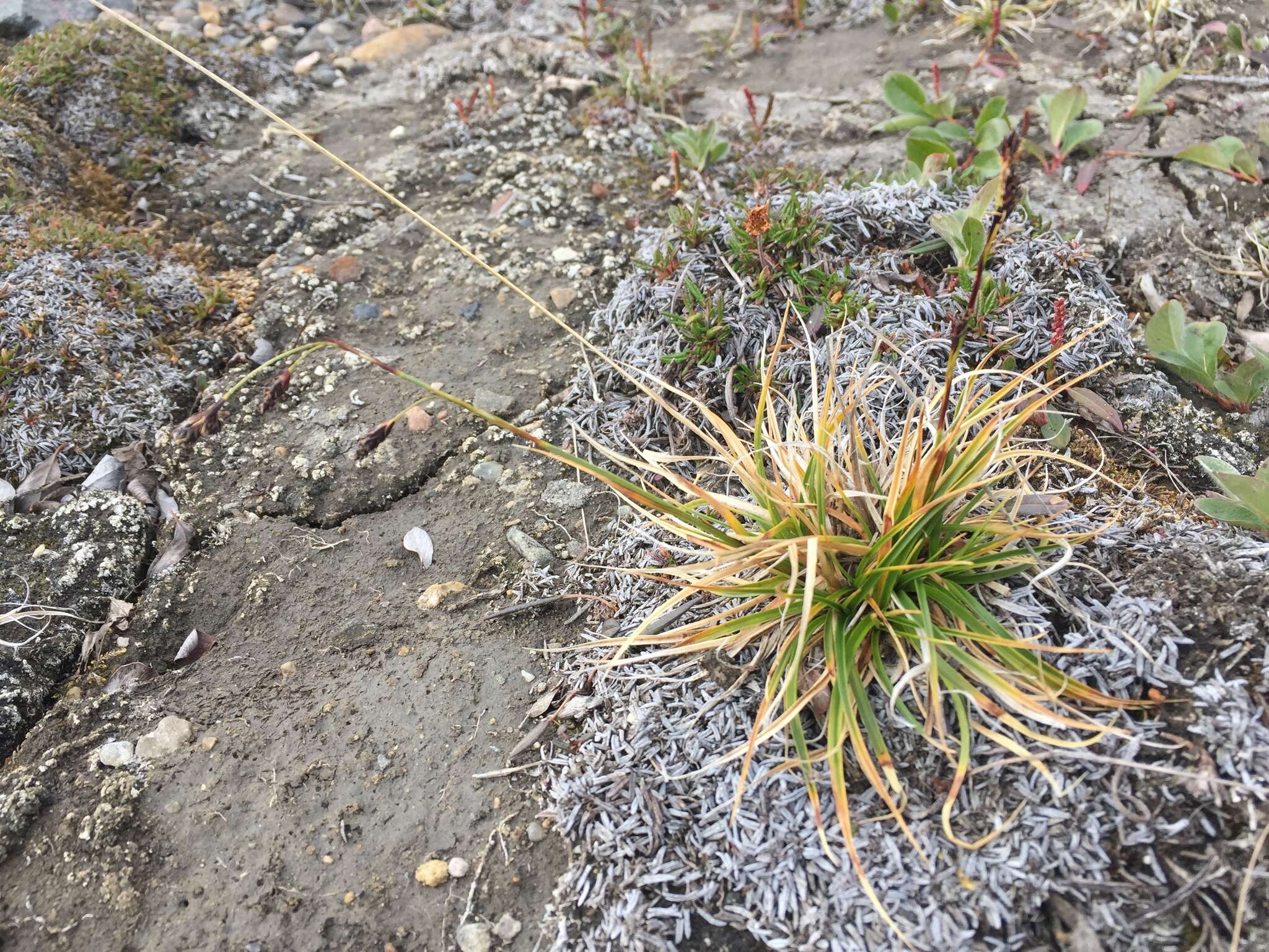 Carex fuliginosa Schkuhr resmi