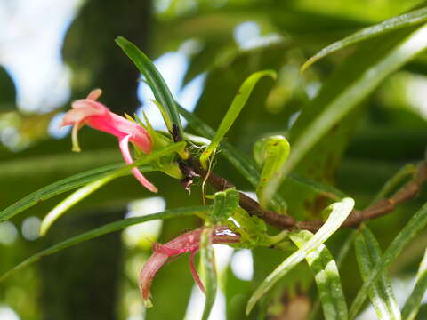 Image of Columnea linearis Oerst.