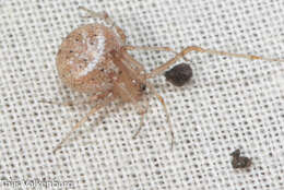 صورة Platnickina nigropunctata (Lucas 1846)