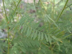 Image of Lumholtz's prairie clover