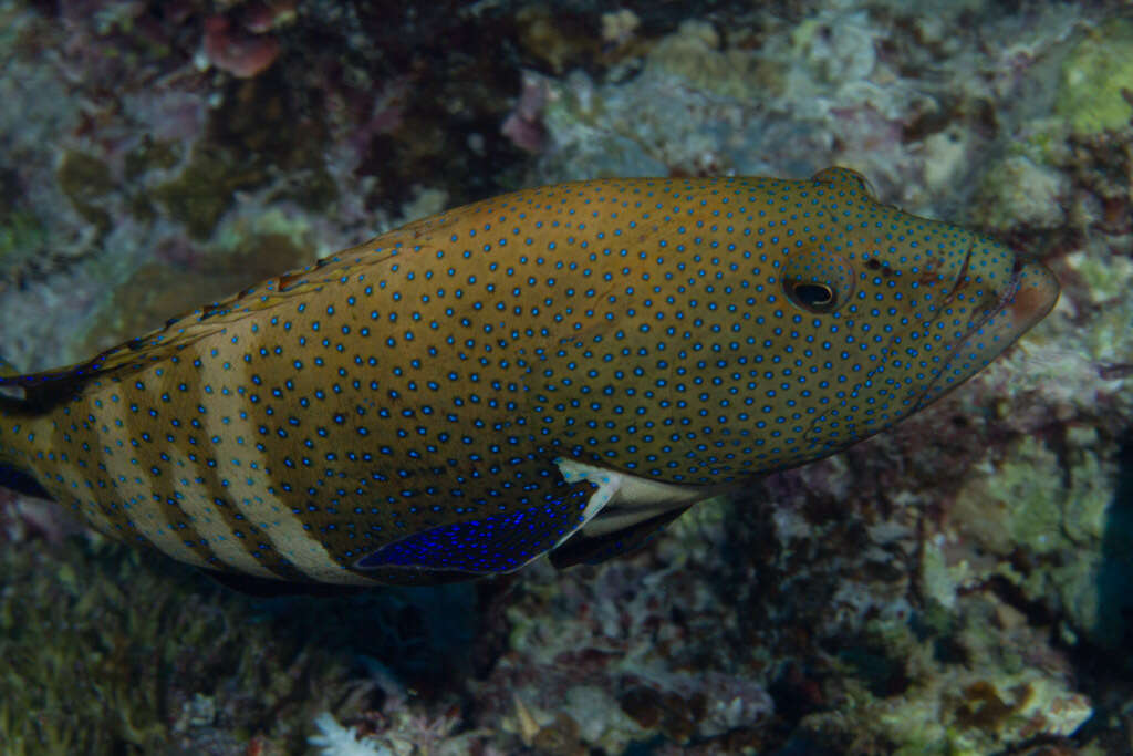 Image of Argus Grouper