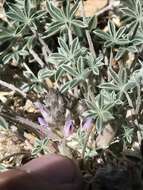 Image of stemless dwarf lupine